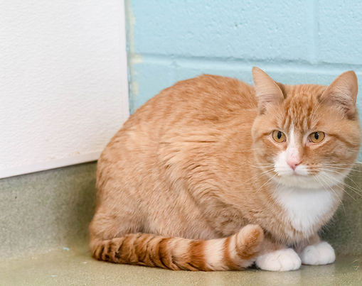 Ionia Animal Shelter 2023