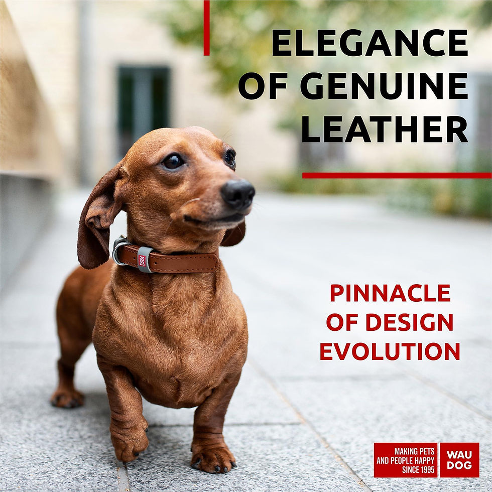 Thumbnail: Long Lasting Leather Dog Collar for XSmall Dogs 811 inch Neck x 0.5 inch Wide