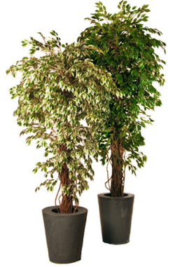 Ficus Liana