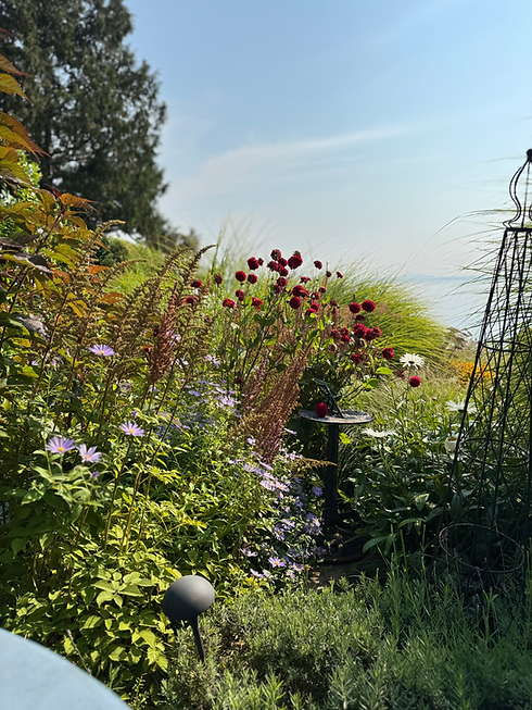 Vibrant native garden with flowers and tall grasses by water.