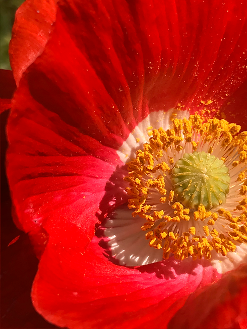 Vibrant red poppy blossom with yellow stamen