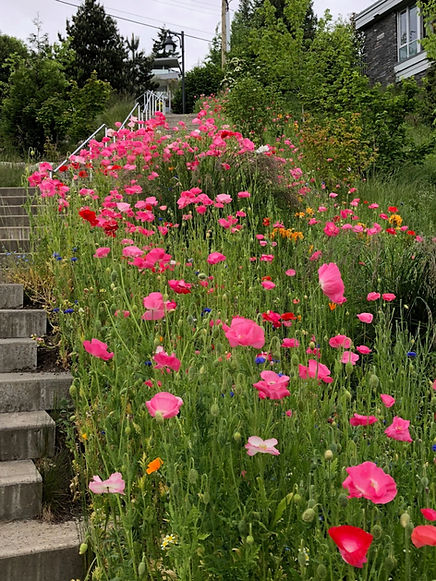 Pollinator garden with pink poppies lining stairs