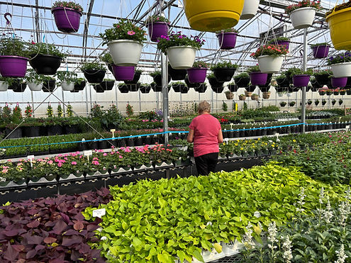 Woman views vibrant hanging baskets and potted plants in greenhouse.