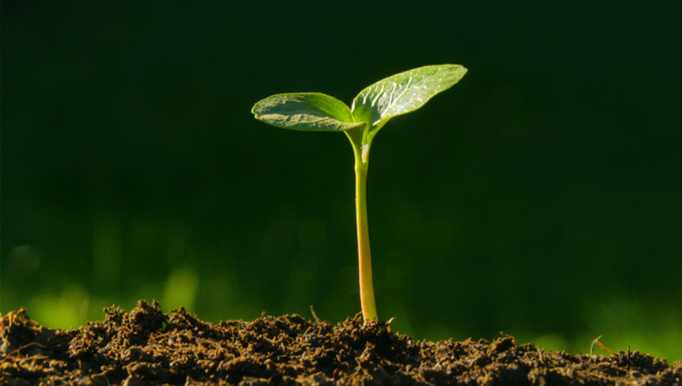 Small green sprout growing from soil