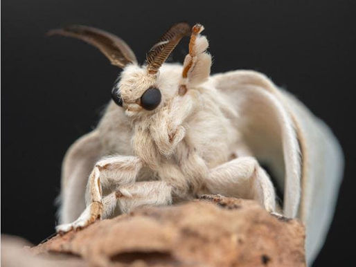 ClearDrum: Silkworm-based Prosthetic Eardrum Nears Clinical Trials