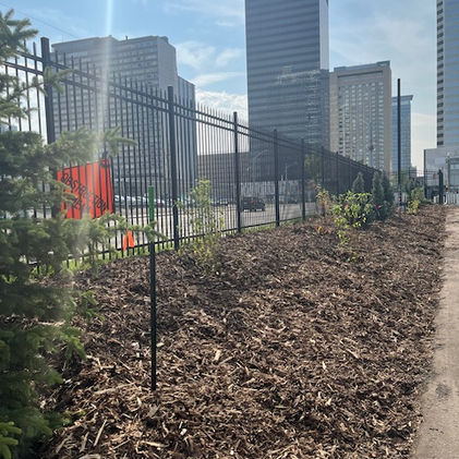 A landscaped area with mulch, a fence, and tall buildings in the background.