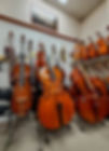 Numerous wooden cellos and double basses in a well-stocked music shop.
