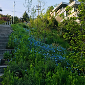 Outdoor stairs beside a landscaped slope with blue flowers