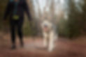 norman the husky waking