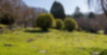 Green cemetery lawn with sunshine, headstones, trees, and blue sky background