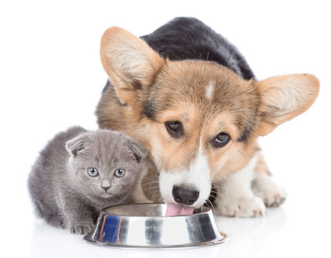 Corgi dog and grey kitten eating from a shared silver bowl together.