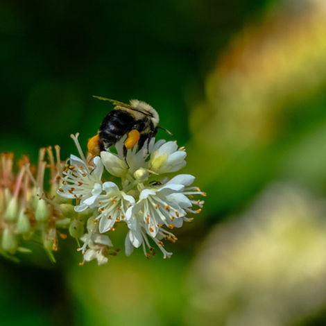 Port Pollinator