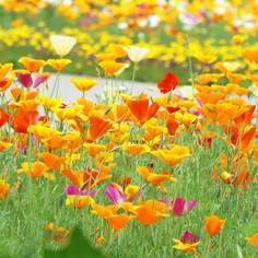 【チャリティーマーケット】4/24(金)・25(土)開催のお知らせ