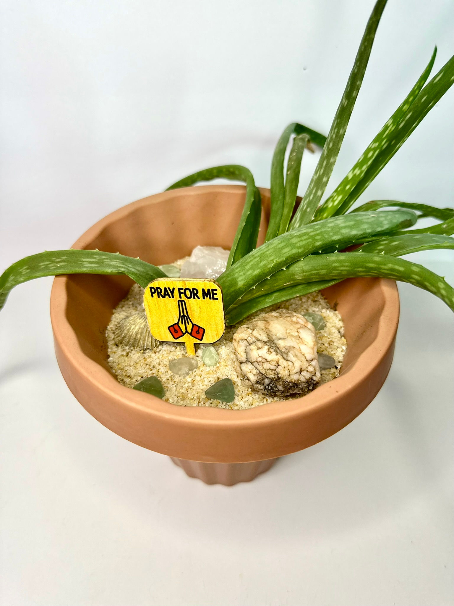 Aloe Vera-Medicinal