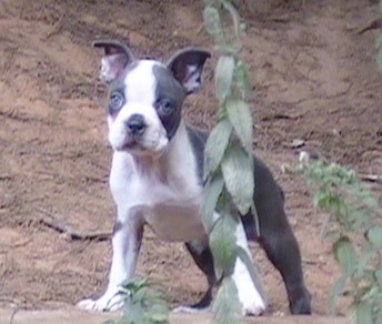 ckc boston terrier