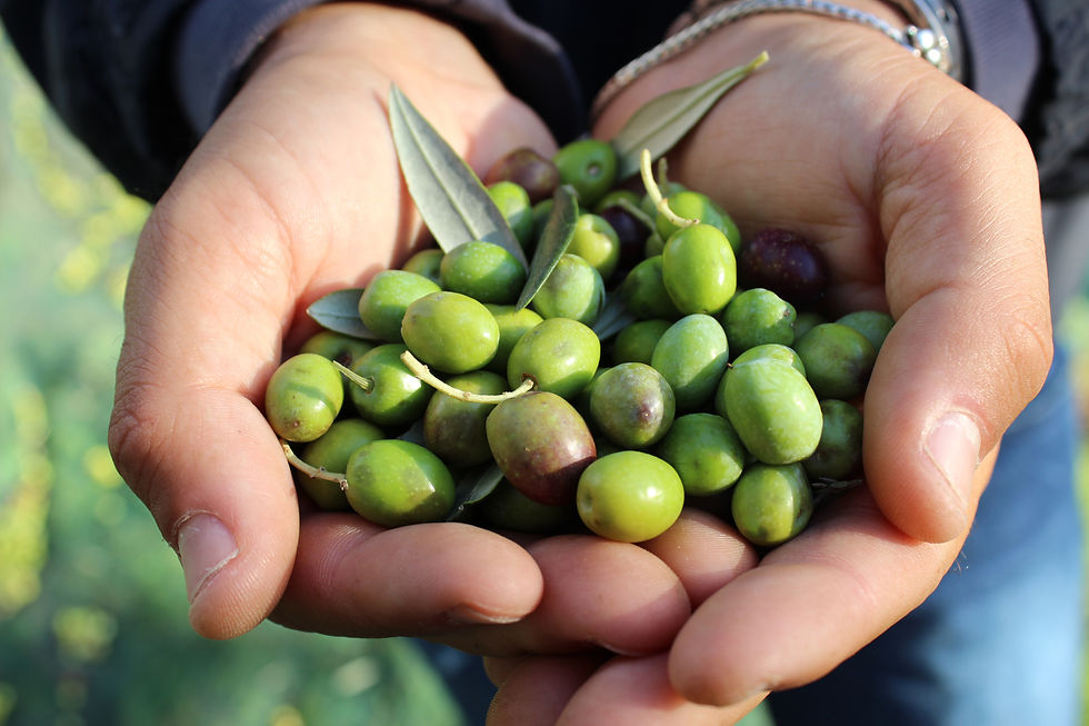 olive