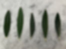 cultivar