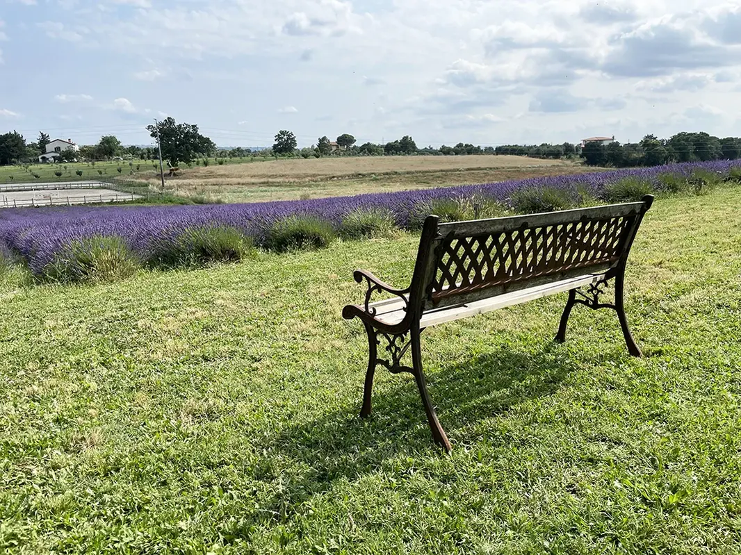 Panchina di fronte alla lavanda