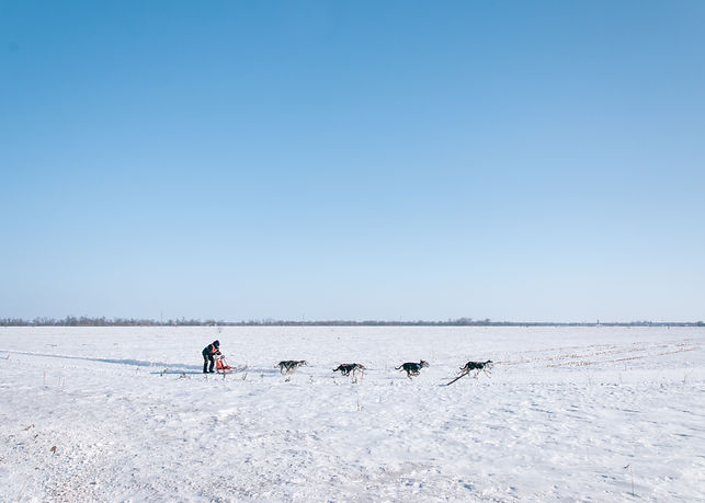 Dog Sledding