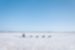 Dog Sledding