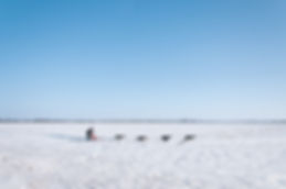 HundeSledding