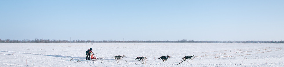 Dog Sledding