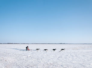 Dog Sledding