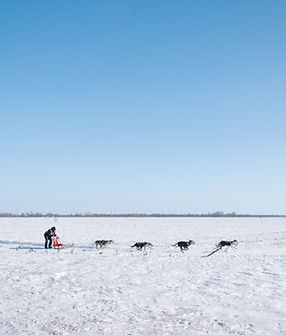 Dog sledding