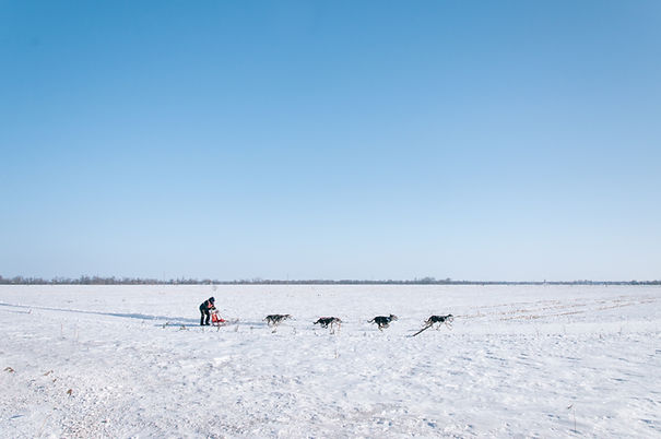 Dog Sledding