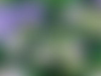 Let's get creative: painting Hydrangeas.