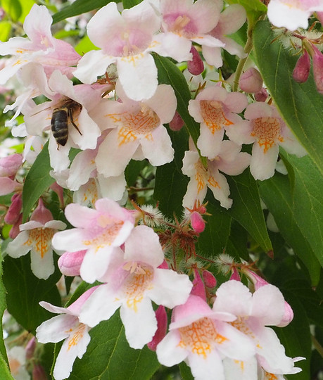Eine Biene sitzt auf einer Blume