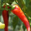 Thumbnail: Gourmet African Bird Pepper
