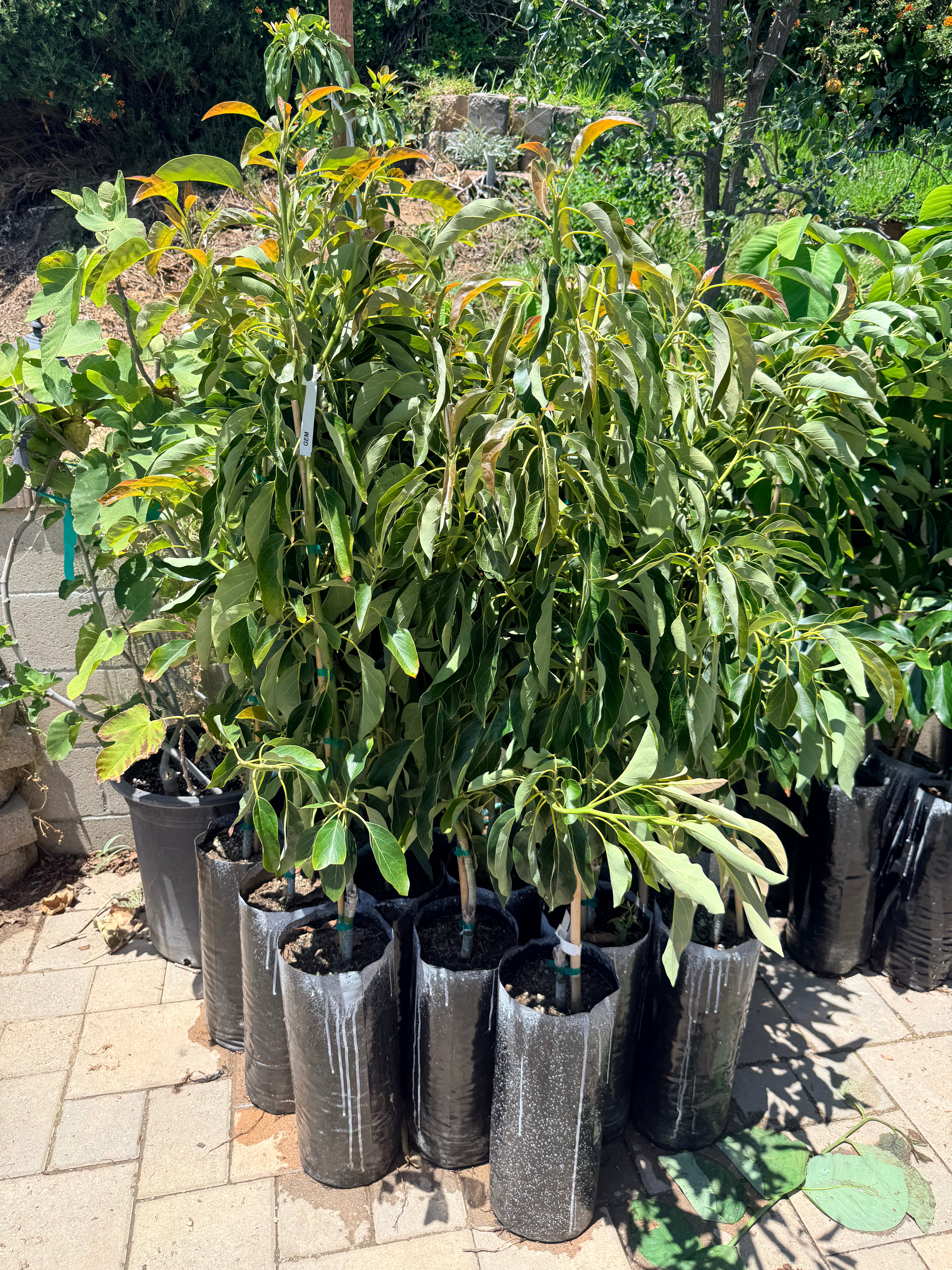 GEM Avocado Tree