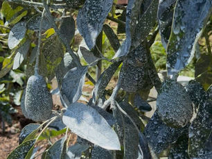 Protect Your Avocado Trees from Sunburn