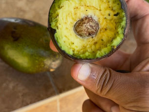 How I Manage Pests That Eat My Avocados