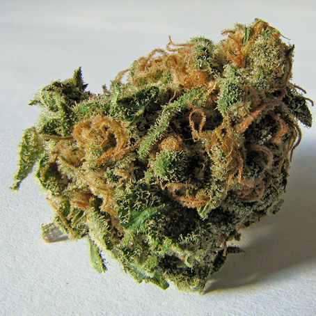 Marihuana: Das Gras der Cannabis Pflanze