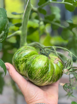 Mine beste tips for å lykkes med tomater