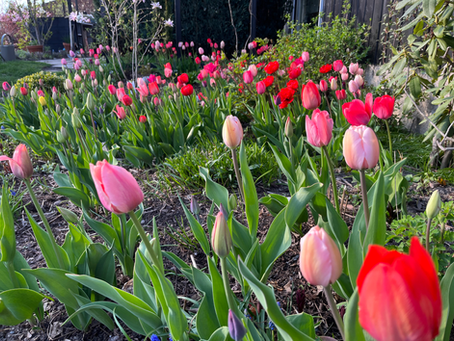 Etablering av et nytt blomsterbed