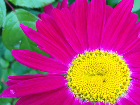 Hjemmelaget så- og plantejord