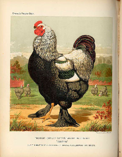 ILLUSTRATED BOOK OF POULTRY, LEWIS WRIGHT