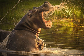 11 Hippo in water.jpg