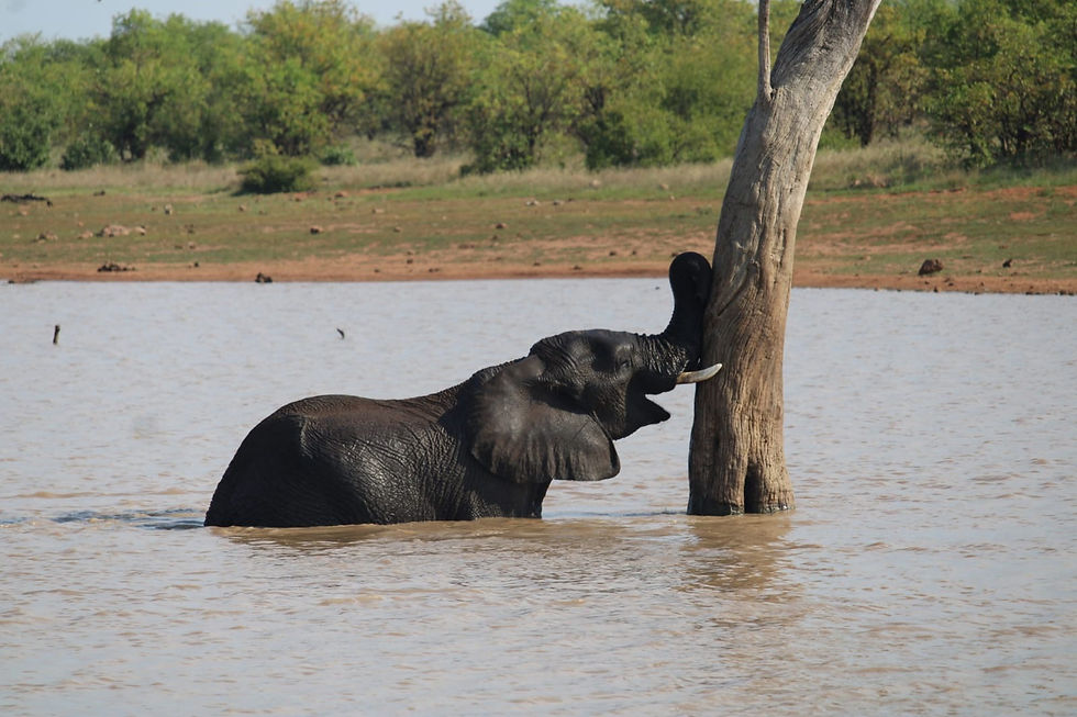 Master of the Landscape