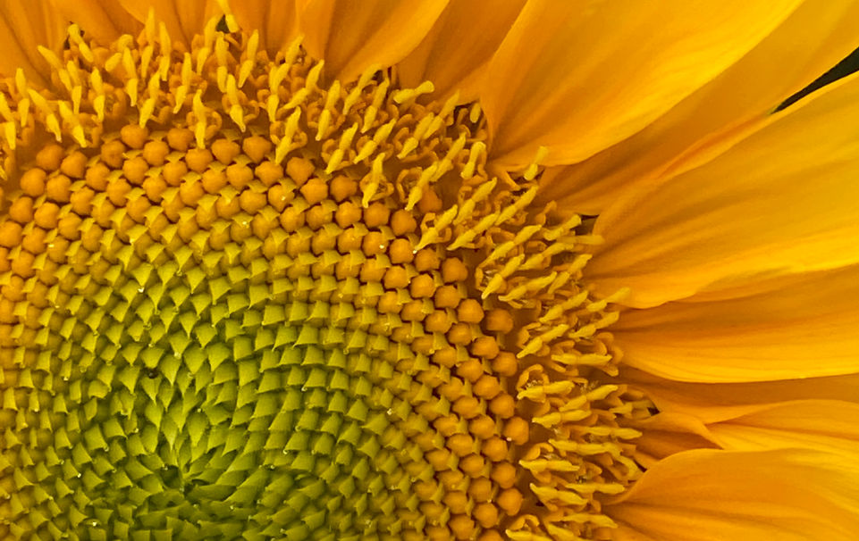Sunflower 1