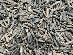 Larvas da mosca-soldado-negra podem ajudar a criar proteínas mais sustentáveis para consumo humano (vídeo)