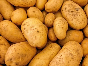 CRISPR | Batatas que não escurecem: edição genética pode reduzir o desperdício alimentar