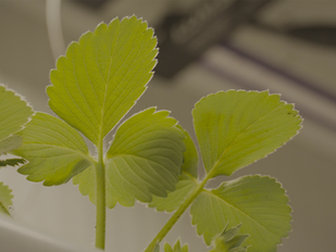 Super Horta: produzir alimentos num contentor