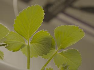 Super Horta: produzir alimentos num contentor
