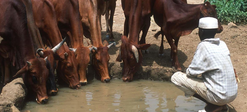 © FAO/Antonello Proto A pecuária é a espinha dorsal da economia rural do Sudão, fornecendo a milhões de pessoas segurança alimentar e nutricional, renda e meios de subsistência