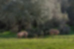 two-pigs-grazing-by-day-meadow.jpg