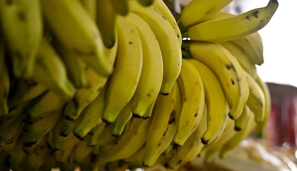 Banana que não escurece promete revolucionar mercado